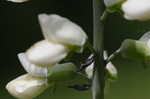 White false indigo